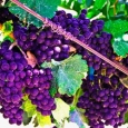 purple-grapes-by-susie-reed