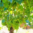 Mural of White Grapes on the Vine