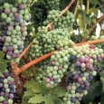 cabernet-sauvignon-in-verasian