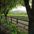 spring-in-the-vineyard-vertical