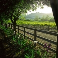springtime-in-the-vineyard-by-kirk-irwin