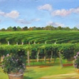 vineyard-view-by-carol-saxe
