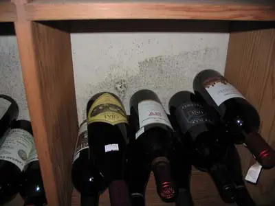 Mold Growth in Wine Cellars